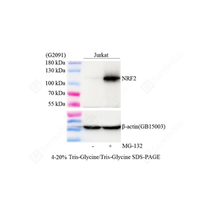 01WB2 GB155673_NRF2_D0111325072502_d300_WB_WM.jpg