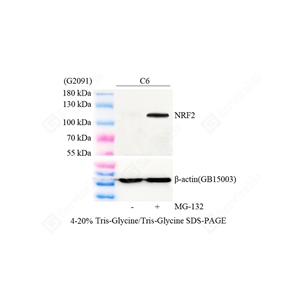 01WB3 GB155673_NRF2__D0111325072502_d300_WB_WM.jpg