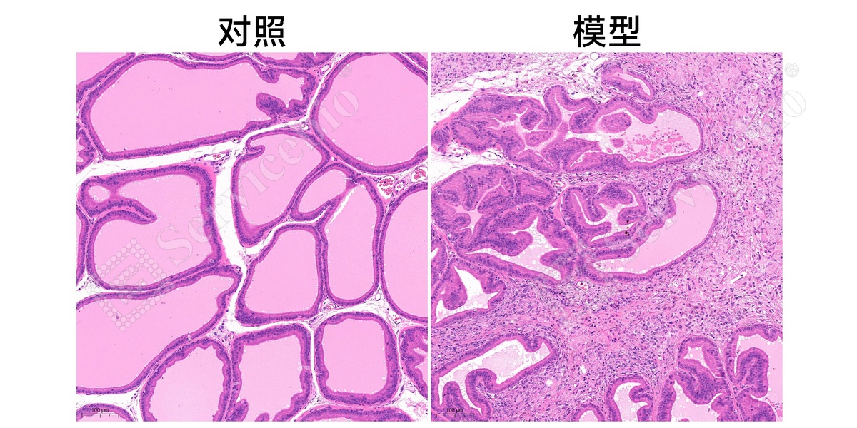 3、前列腺HE染色.jpg