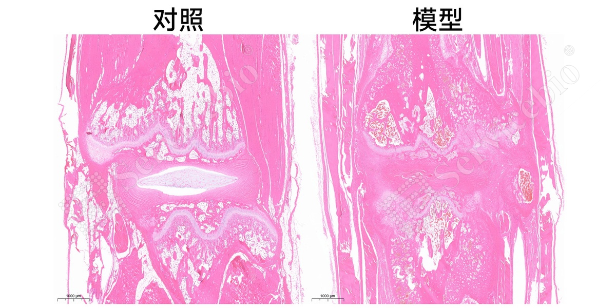 2、椎间盘HE染色.jpg