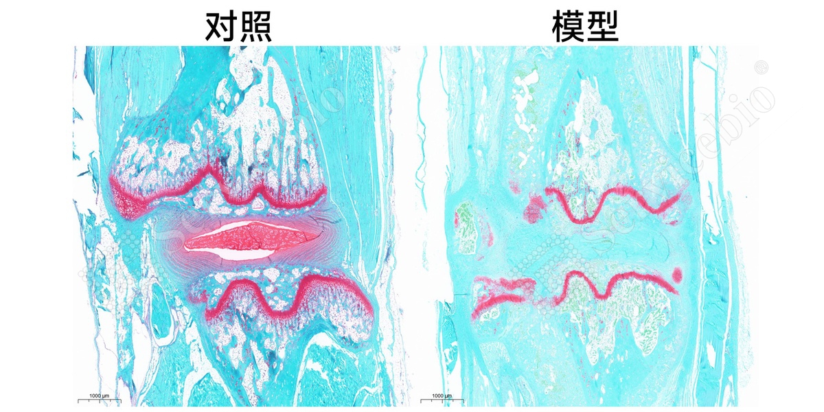 3、椎间盘番红固绿染色.jpg