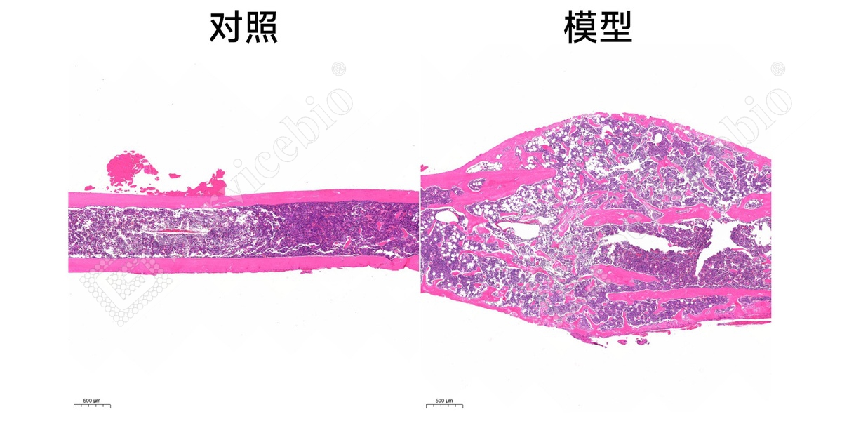3、股骨HE染色.jpg