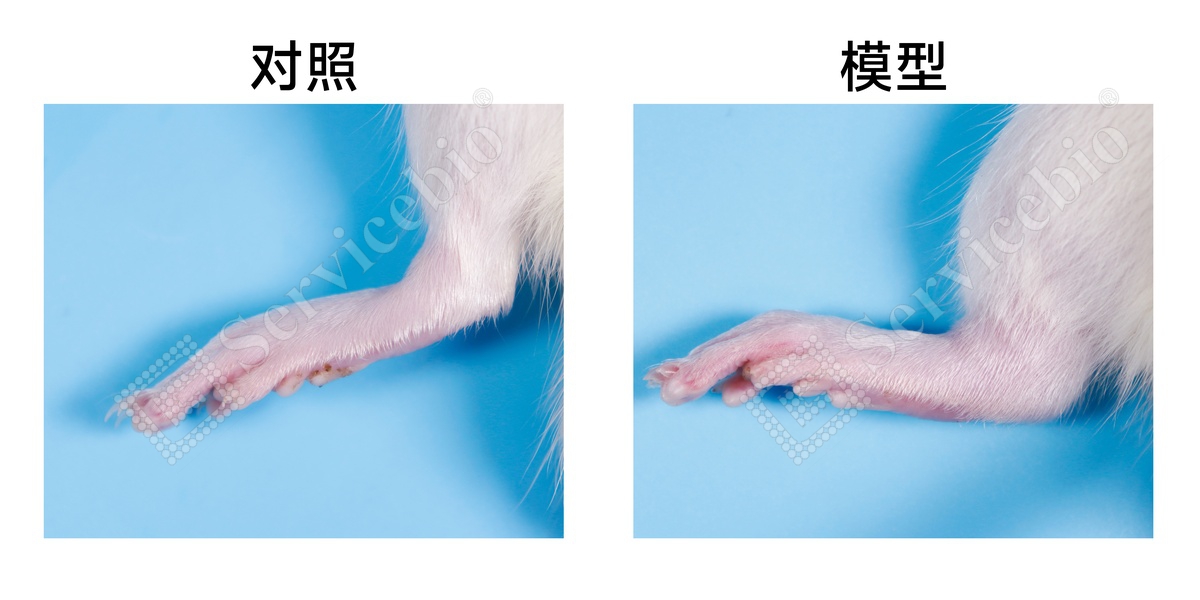 1、踝关节大体拍照.jpg