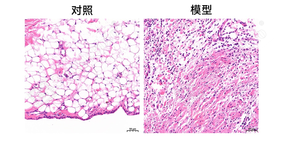 4、踝关节HE染色.jpg