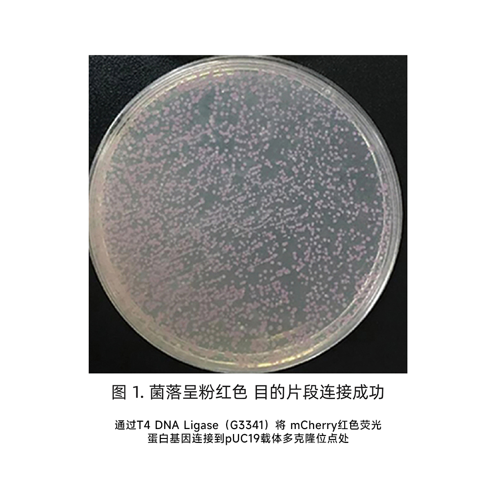 Y3352(1)(1).jpg