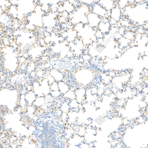 4 GB15188 20250126_TNF_mAb20325052002_d200 M Inflammatory model induced by lps(6h) lung_20.0x_IHC_WM.jpg