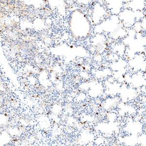 6 GB15188 20250126_TNF_mAb20325052002_d200 M Inflammatory model induced by lps+BFA(6h) lung_21.0x_IHC_WM.jpg