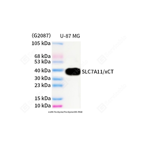 01WB1 GB150180_SLC7A11 xCT_mAb484_d500_WB.jpg