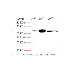 01WB1 GB154080_ALIX_CZ A555_ZSM21084250328_d1000_WB.jpg