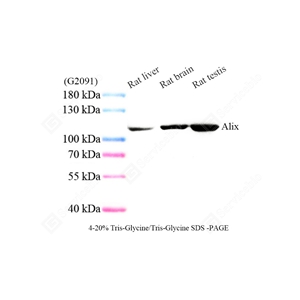 01WB3 GB154080_ALIX_CZ A555_ZSM21084250328_d1000_WB.jpg