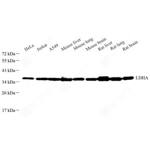 A GB11342_LDHA_590_d1000_WB_WM.jpg