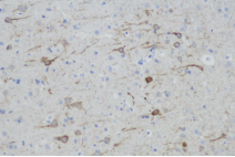 1532913439244420.png blob.png