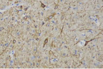 1532913443720222.png blob.png