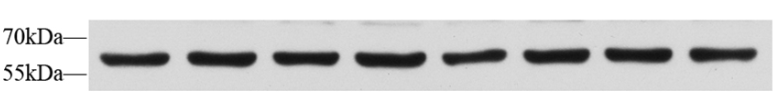 blob.png