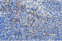 1532748295699696.png blob.png