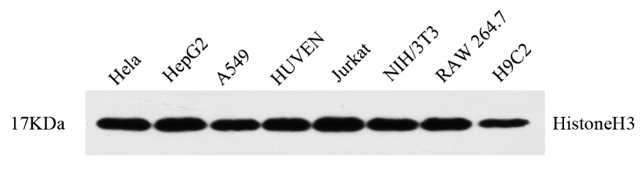 1532752725100117.png blob.png