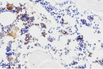 Anti-Osteocalcin Rabbit pAb