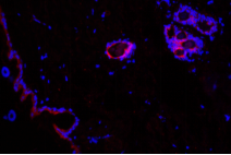 1530065068113289.png blob.png