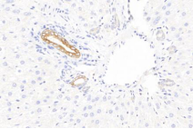 1530242787137796.png blob.png